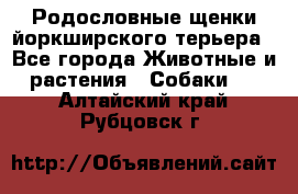 Родословные щенки йоркширского терьера - Все города Животные и растения » Собаки   . Алтайский край,Рубцовск г.